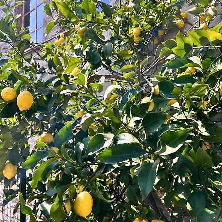 Casa Gelsomino, Laglio, * Laglio